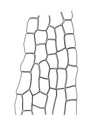 Goniomitrium acuminatum, upper laminal cells. Drawn from S. Berggren 1405, CHR 573734, and Australian isotype, J. Drummond 6, CHR 620600.
 Image: R.C. Wagstaff © Landcare Research 2019 CC BY 3.0 NZ